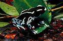 anuran - relating to frogs and toads