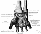 palmar - relating to the palm of the hand or the sole of the foot