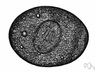 Rhizopoda - creeping protozoans: amoebas and foraminifers