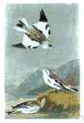 snowflake - white Arctic bunting