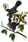 Dumetella carolinensis - North American songbird whose call resembles a cat's mewing