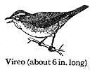 vireo - any of various small insectivorous American birds chiefly olive-grey in color