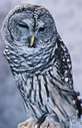 barred owl - large owl of eastern North America having its breast and abdomen streaked with brown