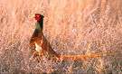 pheasant - large long-tailed gallinaceous bird native to the Old World but introduced elsewhere