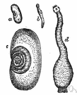 Tylenchidae - a family of Nematoda