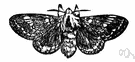 lappet - medium-sized hairy moths