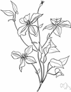 clematis - any of various ornamental climbing plants of the genus Clematis usually having showy flowers