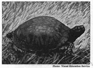Box tortoise - chiefly terrestrial turtle of North America