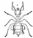 Trombiculidae - definition of Trombiculidae by The Free Dictionary