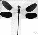 order Odonata - dragonflies and damselflies