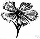 caryophyllaceous plant - a plant of the family Caryophyllaceae