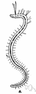oligochaete - hermaphroditic terrestrial and aquatic annelids having bristles borne singly along the length of the body