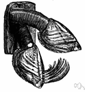 family Lepadidae - goose barnacles