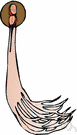 ganglion - an encapsulated neural structure consisting of a collection of cell bodies or neurons