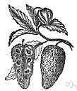 Annona muricata - small tropical American tree bearing large succulent slightly acid fruit