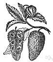 soursop - small tropical American tree bearing large succulent slightly acid fruit