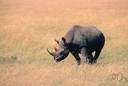 black rhinoceros - African rhino
