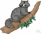 Procyonidae - raccoons