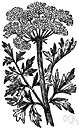 water hemlock - tall erect highly poisonous Eurasiatic perennial herb locally abundant in marshy areas