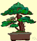 bonsai - a dwarfed ornamental tree or shrub grown in a tray or shallow pot