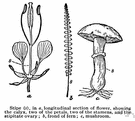stipe - supporting stalk or stem-like structure especially of a pistil or fern frond or supporting a mushroom cap