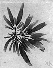 Rhodymenia - type genus of the family Rhodymeniaceae