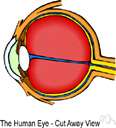 yellow spot - a small yellowish central area of the retina that is rich in cones and that mediates clear detailed vision