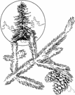 eastern spruce - medium-sized spruce of eastern North America