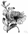 Capparis - tropical or subtropical evergreen shrubs or small trees