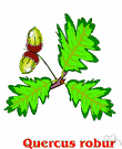 English oak - medium to large deciduous European oak having smooth leaves with rounded lobes