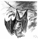 harpy - any of various fruit bats of the genus Nyctimene distinguished by nostrils drawn out into diverging tubes