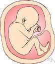 amniotic fluid - the serous fluid in which the embryo is suspended inside the amnion