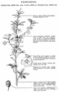 subgenus Azaleastrum - group of evergreen or deciduous shrubs formerly considered a separate genus