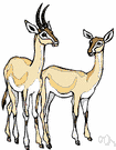 genus Gazella - typical gazelles