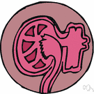 urinary system - the system that includes all organs involved in reproduction and in the formation and voidance of urine