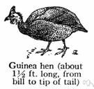 guinea hen - flesh of a guinea fowl (especially of hens)