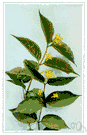 bush honeysuckle - a honeysuckle shrub of southern Russia to central Asia