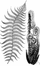 Athyrium filix-femina - most widely grown fern of the genus Athyrium for its delicate foliage