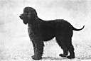 water spaniel - any dog of two large curly-coated breeds used for hunting waterfowl