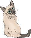 Siamese - a slender short-haired blue-eyed breed of cat having a pale coat with dark ears paws face and tail tip