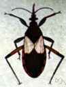 reduviid - a true bug: long-legged predacious bug living mostly on other insects