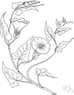 Calystegia - climbing or scrambling herbs: bindweed