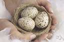 bird-nest - gather birdnests