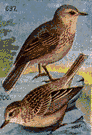 titlark - a songbird that lives mainly on the ground in open country