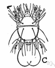 family Trombidiidae - mites