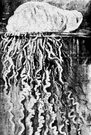 Portuguese man-of-war - large siphonophore having a bladderlike float and stinging tentacles