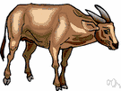 anoa - small buffalo of the Celebes having small straight horns