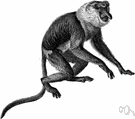 Nasalis larvatus - Borneo monkey having a long bulbous nose