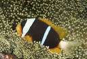 Amphiprion - damsel fishes