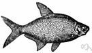 bream - flesh of various freshwater fishes of North America or of Europe